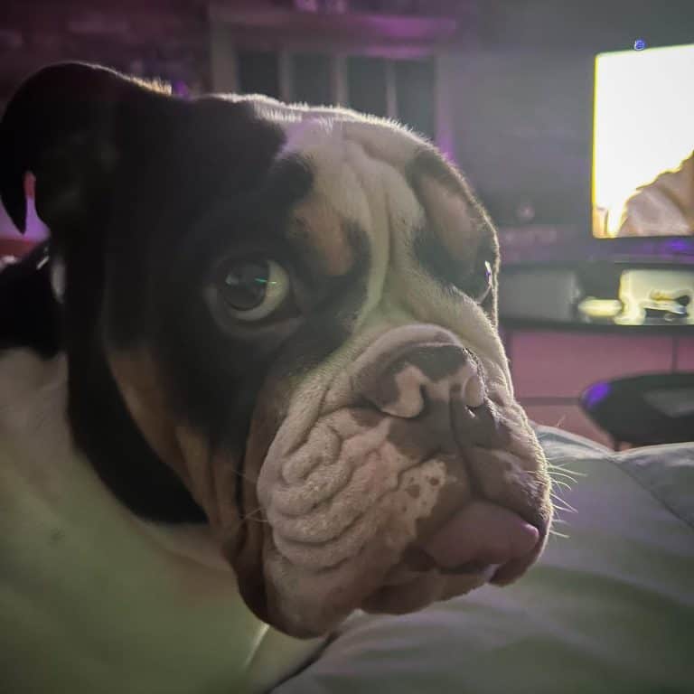 10 Lesson I’ve learned From My Bulldog